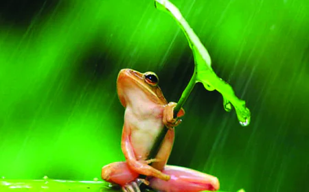 මෙහෙත් හරි වැස්ස - එහෙත් හෙම වෙන්ටැ හපොයි හරි වැස්ස - වෙලත් උතුරන්ට