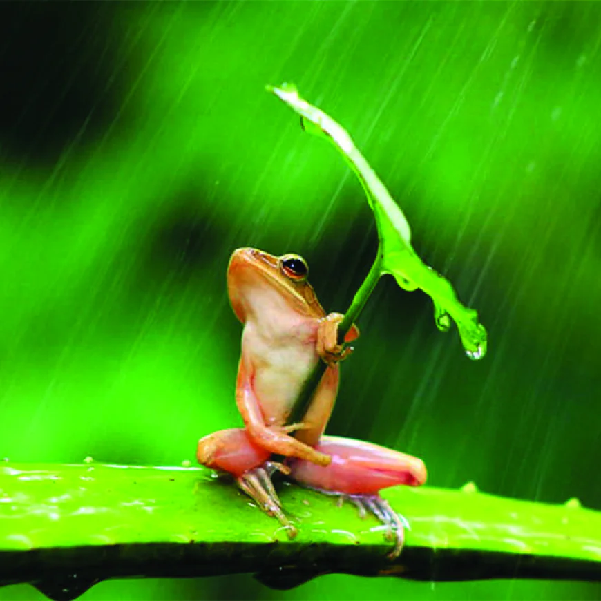 මෙහෙත් හරි වැස්ස - එහෙත් හෙම වෙන්ටැ හපොයි හරි වැස්ස - වෙලත් උතුරන්ට