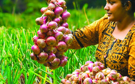 නව අතරමැදි ව්‍යාපාරික ජාලයකට වාසි  ලොකුලූණු ගොවියා පොළවටම හාන්සි