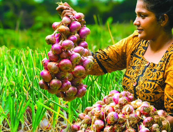 නව අතරමැදි ව්‍යාපාරික ජාලයකට වාසි  ලොකුලූණු ගොවියා පොළවටම හාන්සි