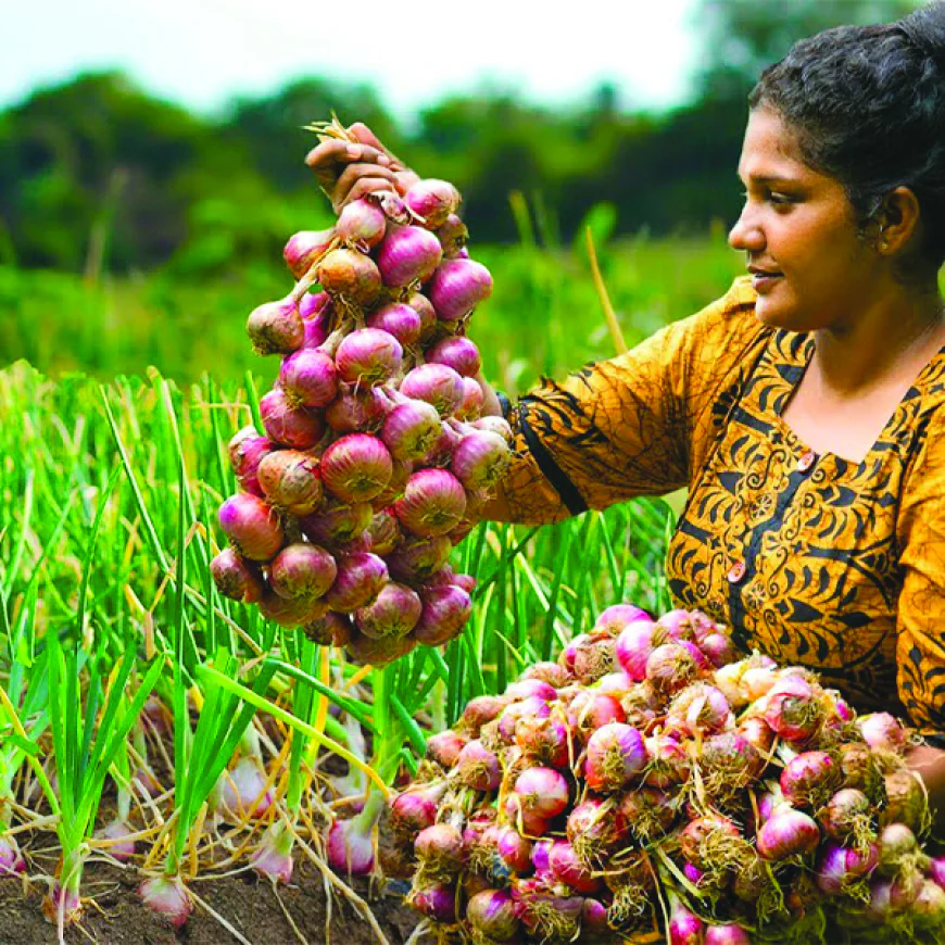 නව අතරමැදි ව්‍යාපාරික ජාලයකට වාසි  ලොකුලූණු ගොවියා පොළවටම හාන්සි